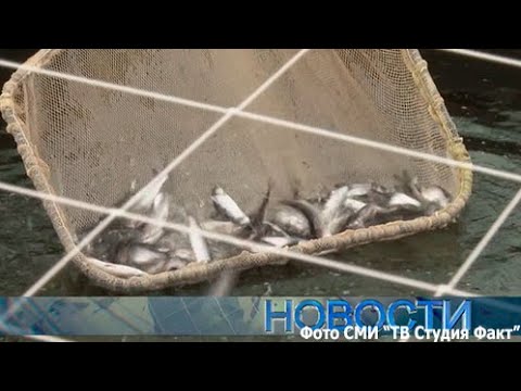 Новости 'Студия Факт'
