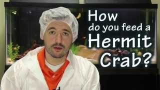 How to feed a hermit crab - Pisces Pros Quick Tips What Do Hermit Crabs Eat Pisces Pros Quick Tips