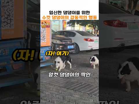 임신한 댕댕이를 위한 수컷 댕댕이의 감동적인 행동 thumbnail