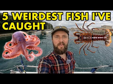 My 5 Weirdest Catches in Angling