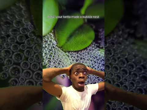 When your Betta is ready to start a family but he’s still single #Betta #AquariumHumor #HealthyBetta