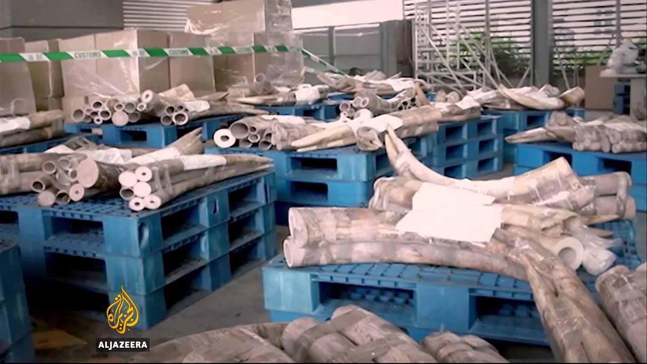 Illegal ivory trade driven by China demand