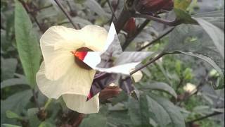 洛神花開1031111