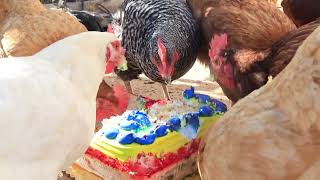 Chickens Eat Cake