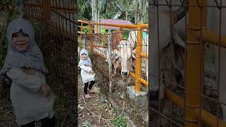 sapi makan tangan⁉️😒 #video #cutebaby #shortvideo #shorts #happy #fun #funny #farm #farmlife #cow
