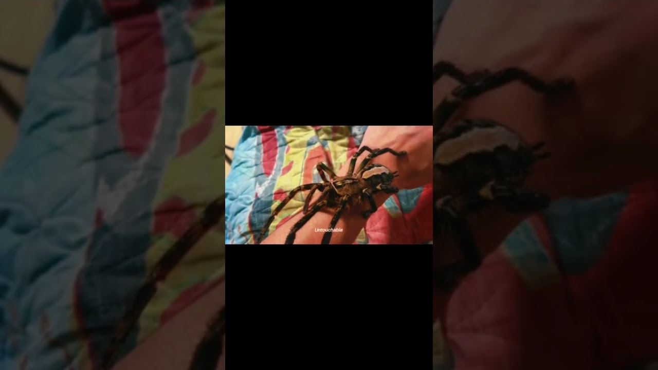 Poecilotheria ornata, чудесный вид родом из тропических лесов Индии