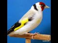 اجمل تغريد حسون سناوي زلغوطة 