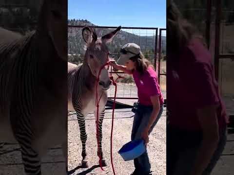 إطعام الحمار الوحشي وتركيب اللجام