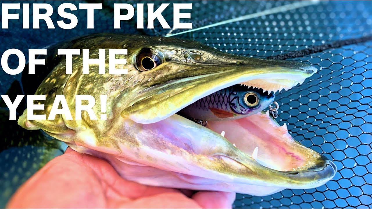 First pike of 2019! January lure fishing for pike UK Lure fishing