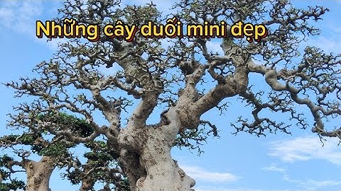 Những cây duối nhỏ cực đẹp tại triển lãm duối Bắc Ninh video 3