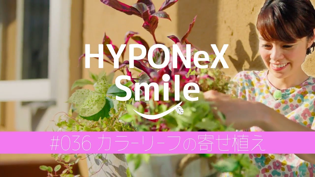 🌱036: Colorful leaf arrangement | #HyponexSmile - YouTube