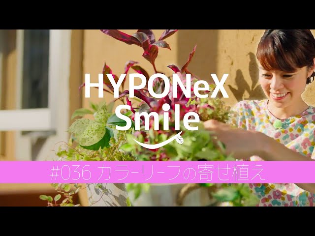 🌱036: Colorful leaf arrangement | #HyponexSmile - YouTube