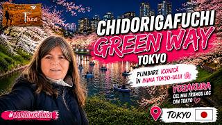 🇯🇵 Cel mai iconic loc din Tokyo noaptea | Chidorigafuchi Green Way