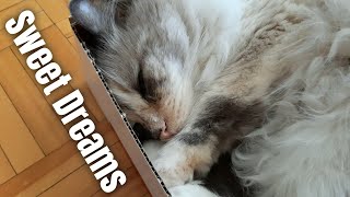 Fluffy cat tucked snug into a box sleeping | 4K
