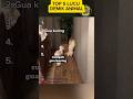 Top 5 Lucu Demik Animal part 5