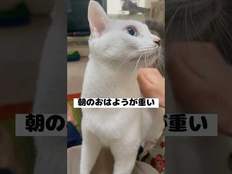弟猫のおはようが重過ぎる件…（物理）