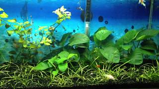 Akvaryum Dünyası - ilk canlı bitki akvaryumum 3