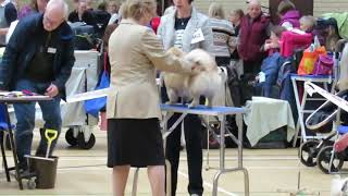Finlay the Tibetan Spaniel wagging compilation by Carlton Hall 289 views 5 years ago 52 seconds