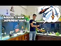 *Adding 5 New Japanese Koi’s * | Utsuri Koi | Shusui Koi | Platinum Ogon | Indian Aqua Boy03 vlog