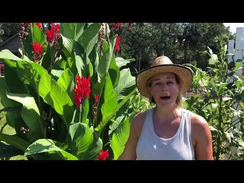 Tips For Pruning & Growing Canna Flowers