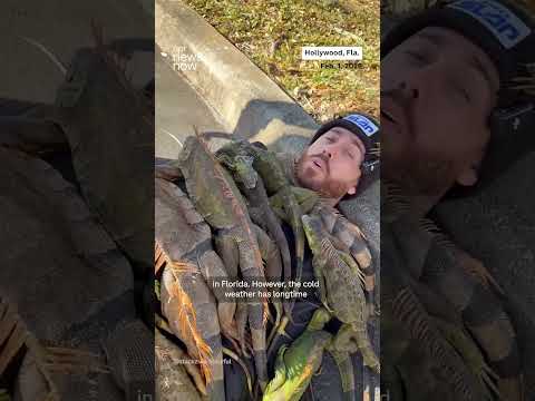 Frozen iguanas fall from trees, block traffic as temperatures plunge in South Florida