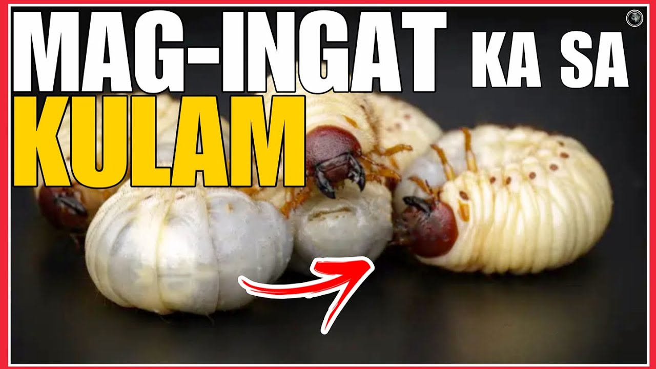 MAG INGAT KA SA KULAM at ang mga SENYALES NG KULAM AT BARANG ALAMIN ...