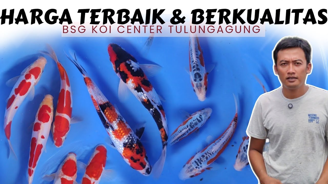 Segera Borong❗Pumpung Salah Ngasih Harga | BSG Koi Center Tulungagung