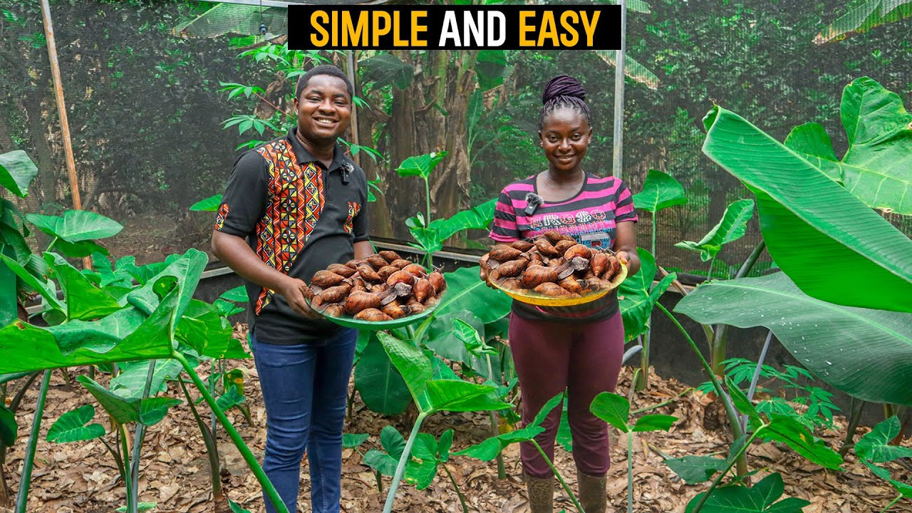 How To Start A Successful GREENHOUSE SNAIL FARM as a BEGINNER in Ghana with LESS CAPITAL 