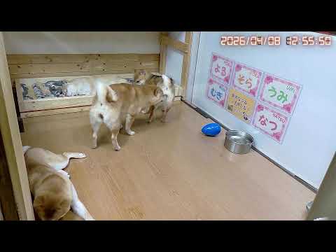 柴犬なつファミリー生配信【生後1歳+210日】4月8日は柴の日!?