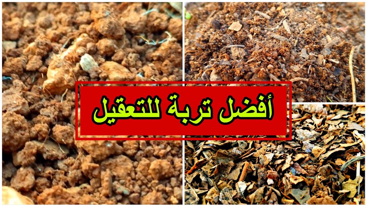 اصنع تربة مثالية لعقل الزيتون: أسرار الزراعة الناجحة في المنزل! 🌿🌱