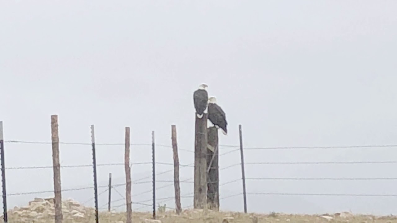 195 +/ Acres for Sale in Lake County Colorado. Water Rights, LLP