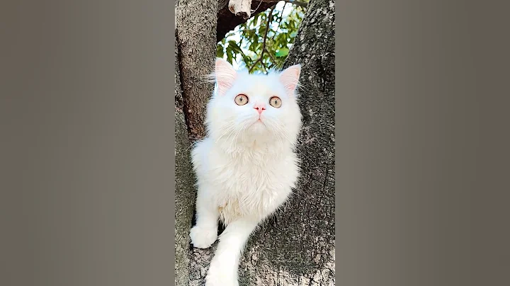 Video 11873201: persian cat, persiancat funny cute, white cat, cat love, kitten