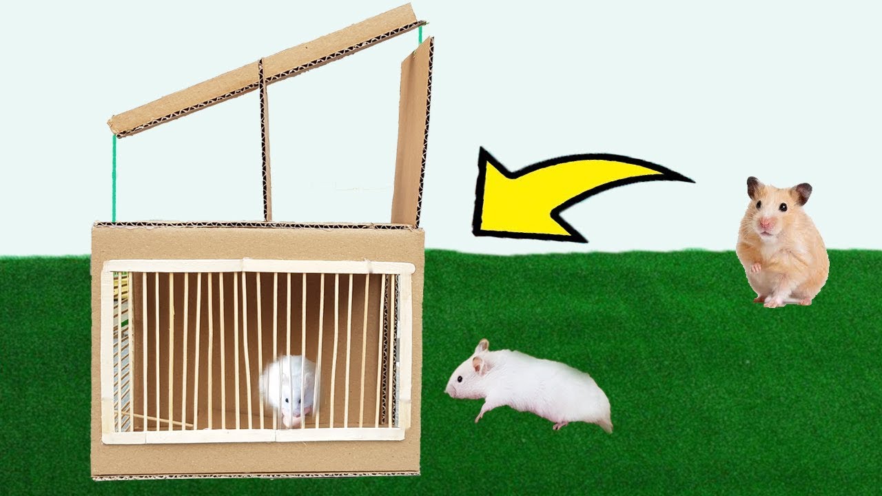 Life Hacks DIY Simple Rat Trap From Cardboard Easy YouTube