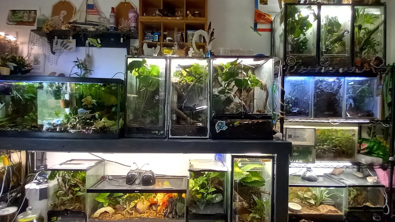 reptile room tidy up chat with me - YouTube