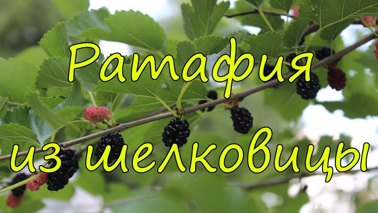 Ратафия из шелковицы.