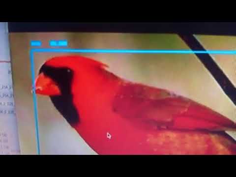 DeepLens Bird or Squirrels Example