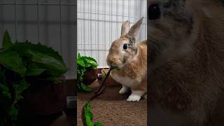 적치커리 맛있게 먹는 토끼 토랑이 🐰🌿 A rabbit that eats red chicory deliciously #토랑이 #토끼 #bunny #rabbit #ウサギ #pets