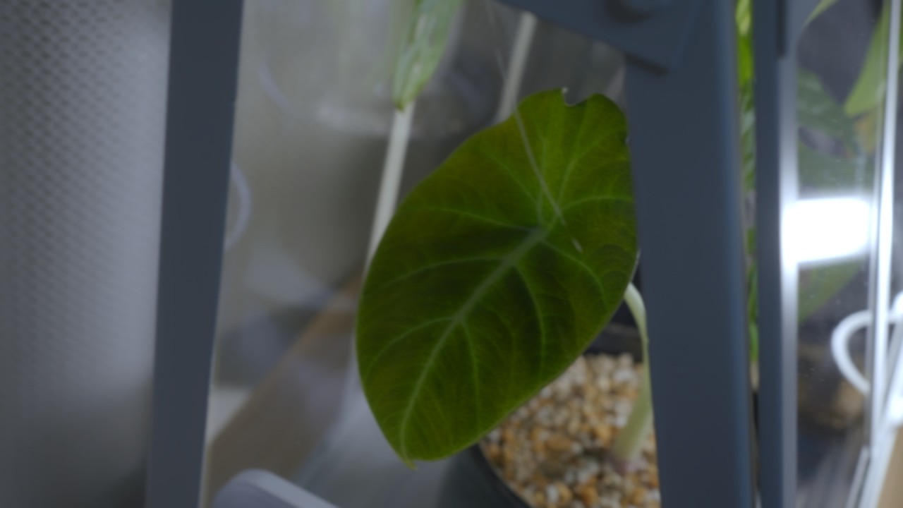 アロカシアの葉っぱがついに１枚になってしまった、、 #観葉植物 #温室 #冬