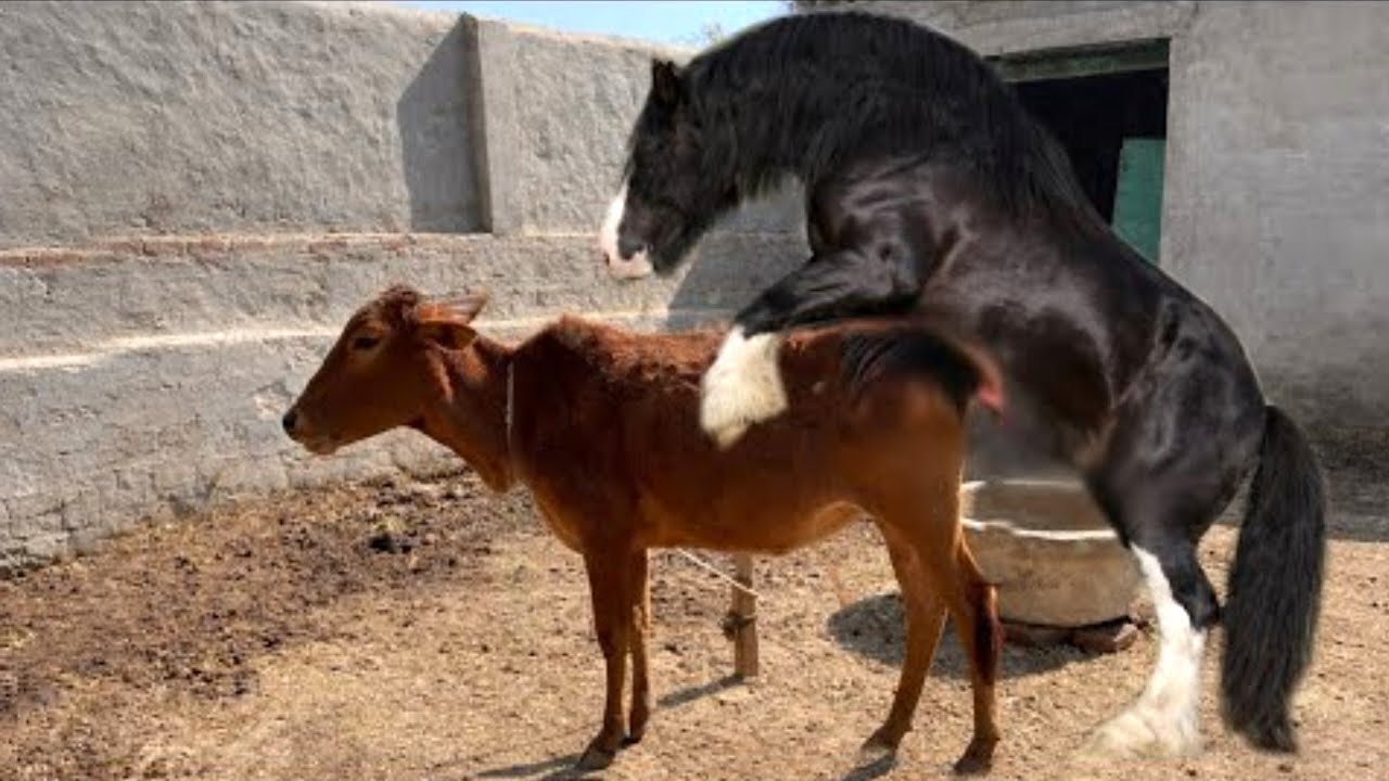 farmers choice cow meeting/cow and goat meeting/bulk cow/bluk cow meeting in my village/