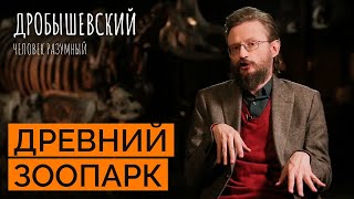 Как На Эволюцию Предков Повлиял Животный Мир // Дробышевский