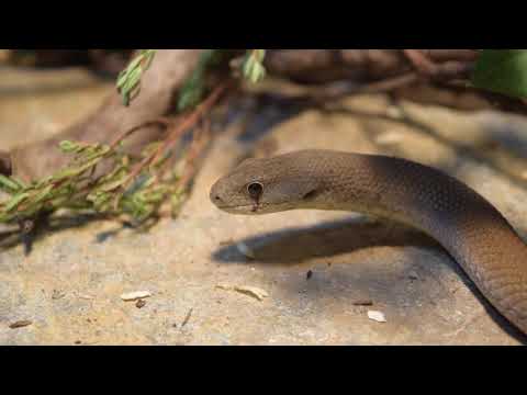 Video: Lagless lizards. Hom ntawm legless lizards