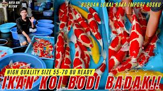 Download Lagu KOI LOKAL RASA IMPORT!! SIZE 55-70 BU BODI BULKY RASA BANTAL GULING BOSKU!! SERBU!! MP3