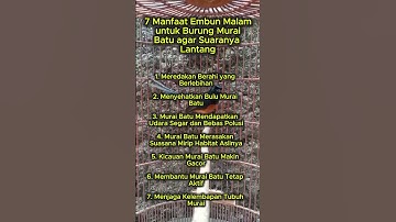 7 manfaat embun murai batu #muraibatu