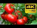 Easy way to plant tomatoes