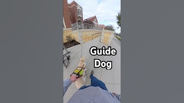 My Guide Dog Navigates A Ramp Flawlessly  #guidedog ￼#dog #dogs