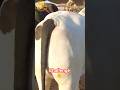 KARACHI KO CHALLENGE #northernbypassmandi #bull #famous #shorts