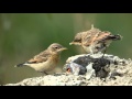 Isabelline Wheatear, Oenanthe isabellina, documentary; photovideo.