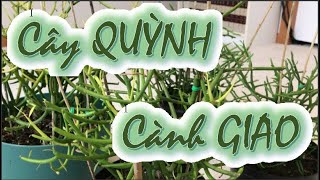 Cây QUỲNH - Cành GIAO - QUỲNH GIAO - Nga USA