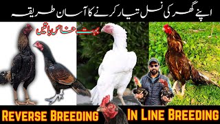 In Breeding & Reverse Breeding Complete Process | Breeding expert tips | Home Breed Aseel | Amroha