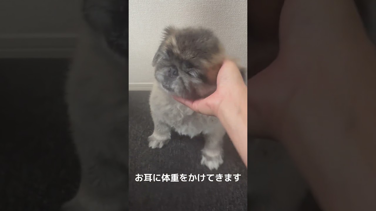 今朝のあんちゃん🐨 #杏子, #あんこ, #保護犬, #ペキニーズ,#pekingese